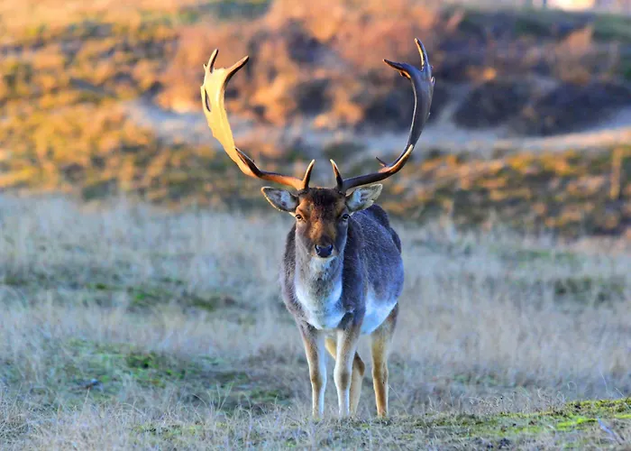 Duin-vliet - Free Parking