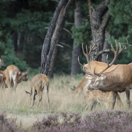 Casa de hóspedes Duin-vliet - Free Parking Bentveld