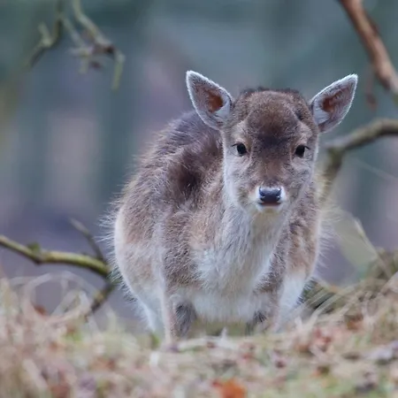 Duin-vliet - Free Parking 4*