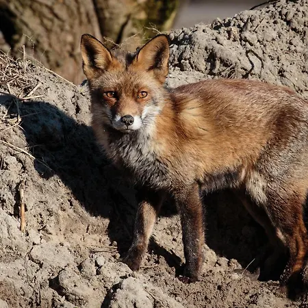 Duin-vliet - Free Parking Casa de hóspedes Bentveld