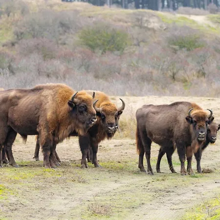 Duin-vliet - Free Parking Bentveld