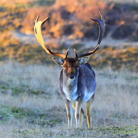 Duin-vliet - Free Parking